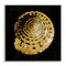 Stupell Industries Gold Spiral Shell Wall Plaque Art Design by Caroline Kelly